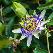 Pasionaria – La enredadera que llena de vida y color tu jardín